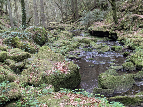 Wanderung mit Übernachtung, 
Monbachtal Bad Liebenzell
13. April 2025